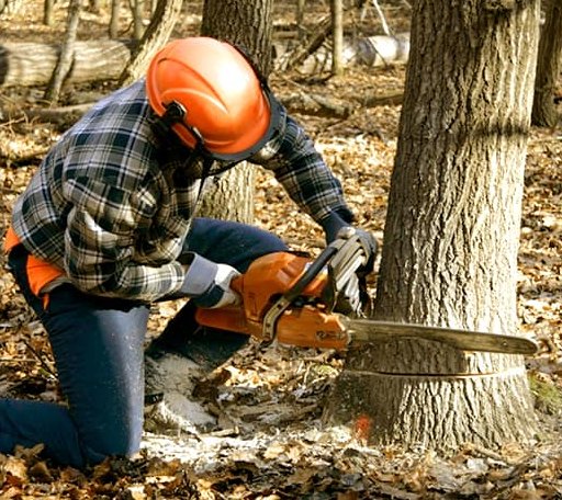 Tree Removal in Slayden, TN